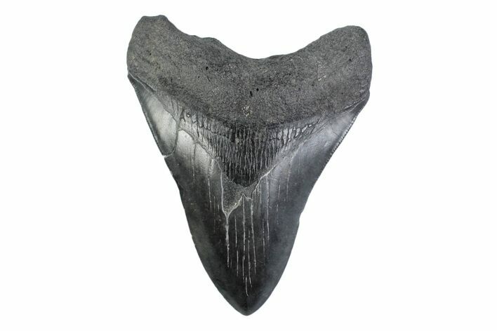 Fossil Megalodon Tooth - South Carolina #362175